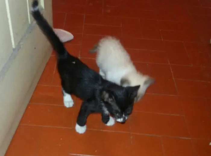 Gato raça  idade 2 a 6 meses nome Preta e Branca