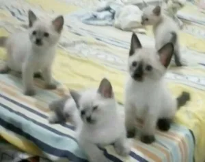 Gato raça  idade 2 a 6 meses nome Sem nome