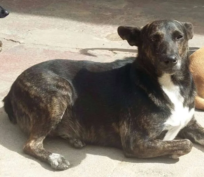 Cachorro ra a SRD idade 4 anos nome Cotó