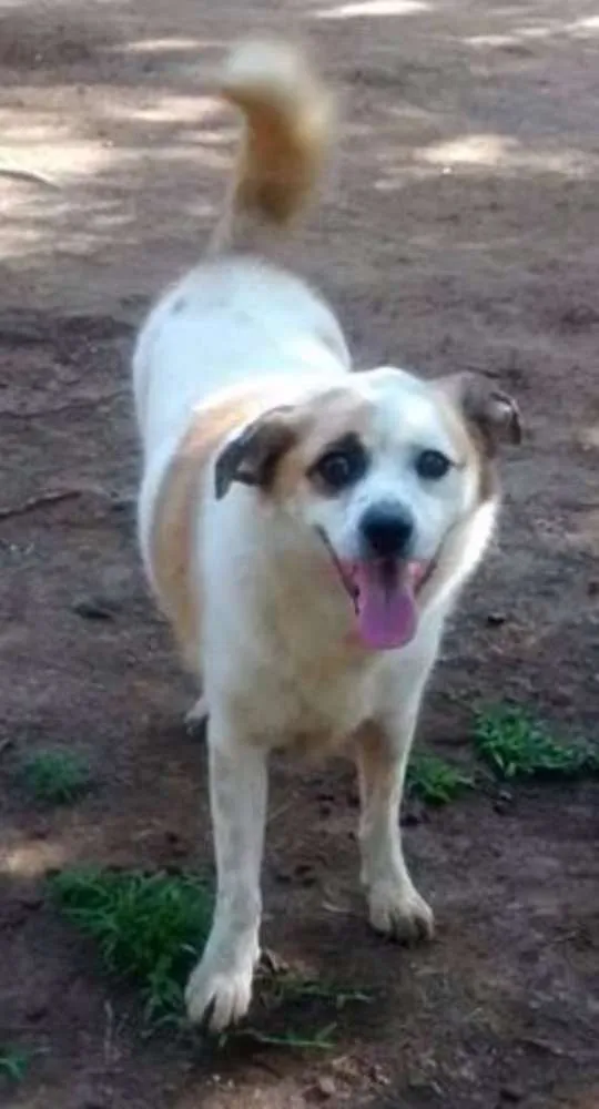 Cachorro ra a SRD idade 3 anos nome Léo