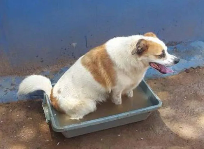 Cachorro ra a SRD idade 3 anos nome Léo