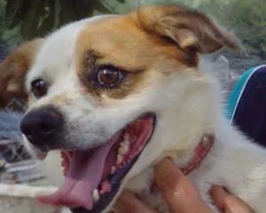 Cachorro raça SRD idade 3 anos nome Léo