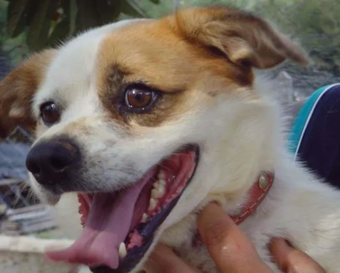 Cachorro ra a SRD idade 3 anos nome Léo