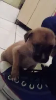 Bob