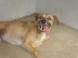Garoto