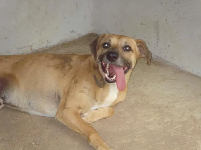 Cachorro ra a mestiço de labrador idade 4 anos nome Garoto