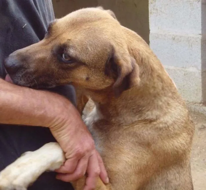 Cachorro ra a mestiço de labrador idade 4 anos nome Garoto