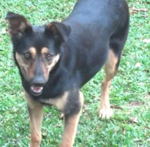 Cachorro raça SRD idade 4 anos nome Sissy