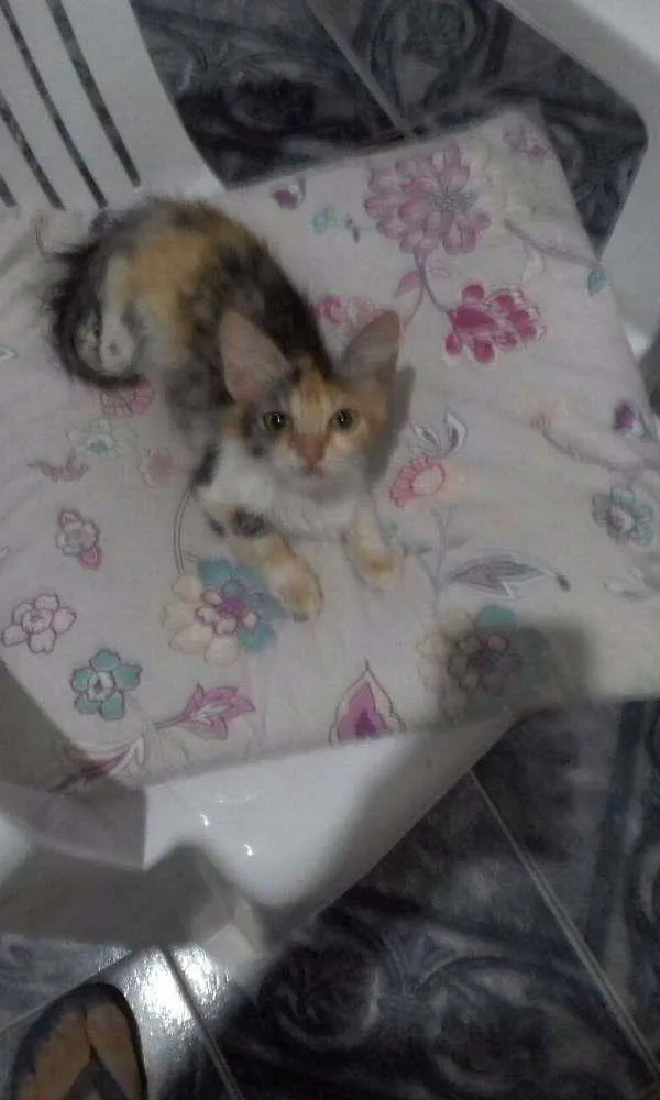 Gato raça  idade 2 a 6 meses nome Jade