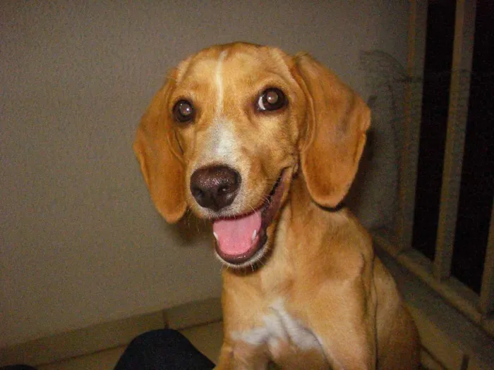 Cachorro ra a Sem raça definida idade 2 a 6 meses nome Eva