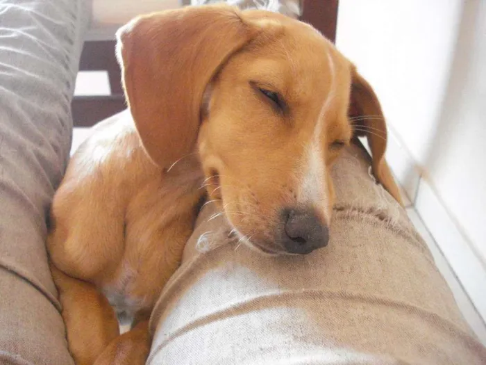 Cachorro ra a Sem raça definida idade 2 a 6 meses nome Eva