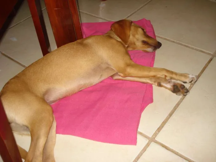 Cachorro ra a Sem raça definida idade 2 a 6 meses nome Eva