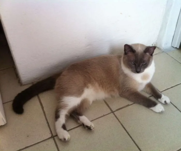 Gato ra a angora siames e siames mestiço idade 6 ou mais anos nome Ariel e Felix