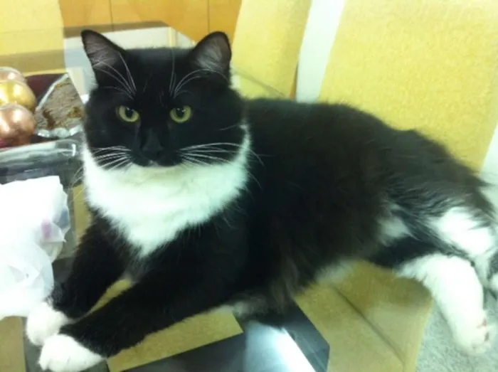 Gato ra a angora siames e siames mestiço idade 6 ou mais anos nome Ariel e Felix