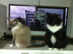 Gato raça angora siames e siames mestiço idade 6 ou mais anos nome Ariel e Felix
