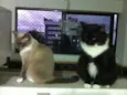 Ariel e Felix