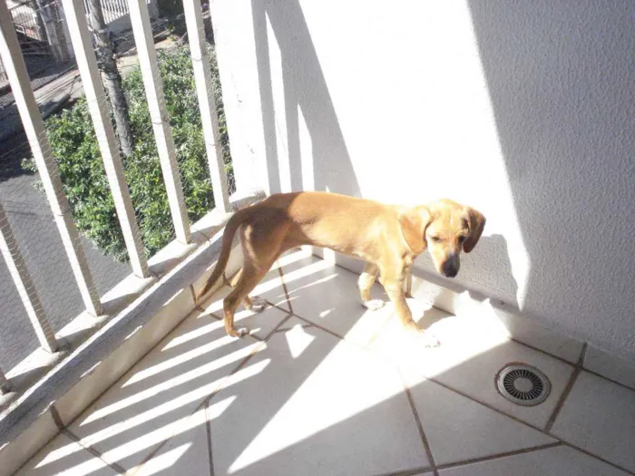 Cachorro ra a Sem raça definida idade 2 a 6 meses nome Eva