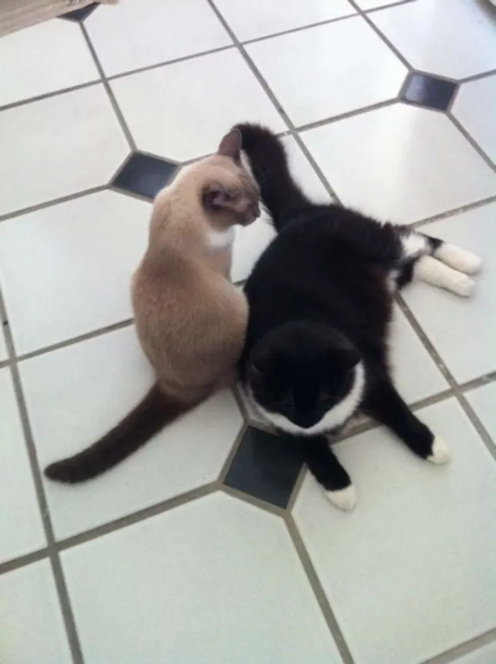 Gato ra a angora siames e siames mestiço idade 6 ou mais anos nome Ariel e Felix