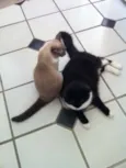 Ariel e Felix