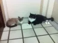 Ariel e Felix