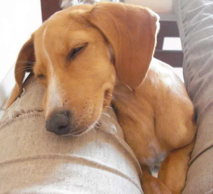 Cachorro ra a Sem raça definida idade 2 a 6 meses nome Eva