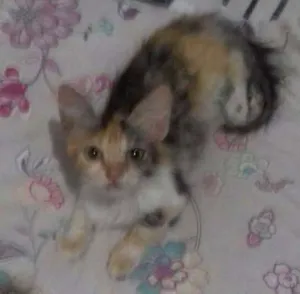 Gato raça  idade 2 a 6 meses nome Jade