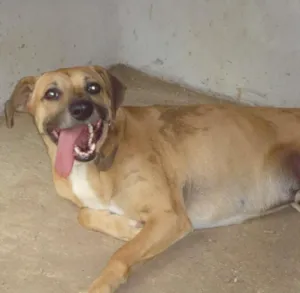 Cachorro raça mestiço de labrador idade 4 anos nome Garoto