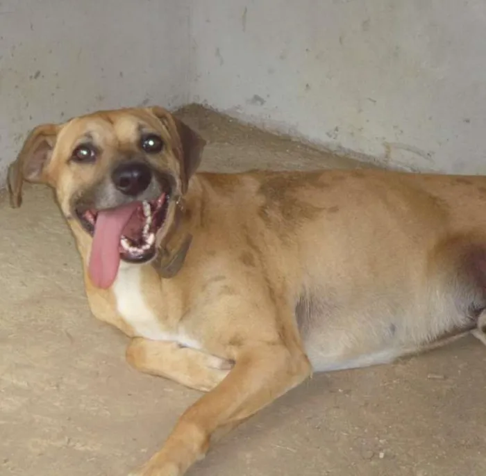 Cachorro ra a mestiço de labrador idade 4 anos nome Garoto