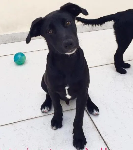 Cachorro ra a Srd idade 2 a 6 meses nome Max