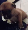 Bob