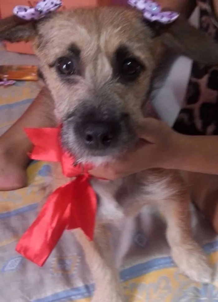 Cachorro ra a sem raça definida idade 2 a 6 meses nome chaila