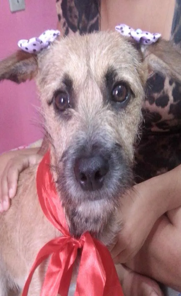 Cachorro ra a sem raça definida idade 2 a 6 meses nome chaila