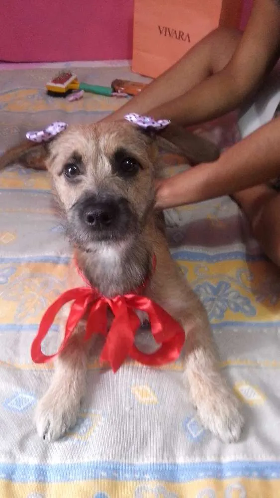 Cachorro ra a sem raça definida idade 2 a 6 meses nome chaila