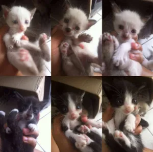Gato raça Sem raça definida  idade 2 a 6 meses nome Sem Nome
