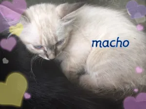 Gato raça Sem idade 2 a 6 meses nome Branquinho