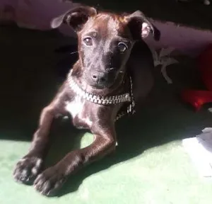 Cachorro raça Pinscher com Vira-lata idade 2 a 6 meses nome Peu
