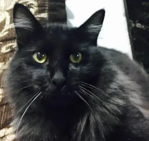 Gato raça Sem  idade 7 a 11 meses nome Tufinho 