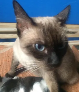 Gato raça  idade 1 ano nome Bela