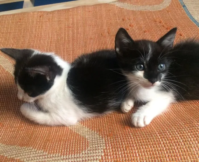 Gato ra a  idade Abaixo de 2 meses nome Nina e Laila 