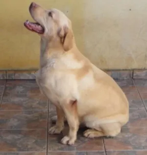 Cachorro raça labrador idade 2 a 6 meses nome link