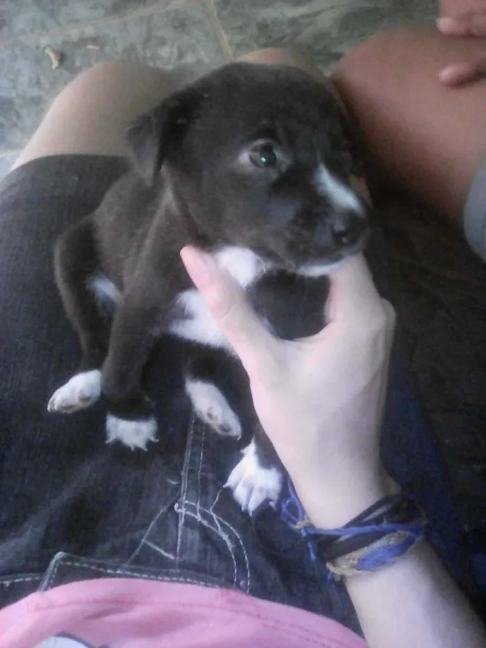 Cachorro ra a Mestiça idade Abaixo de 2 meses nome Nina