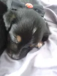 Lulu