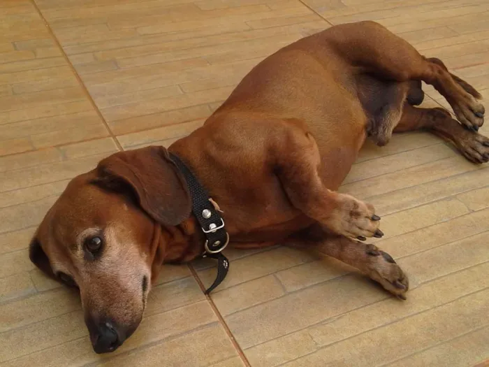 Cachorro ra a bace idade 3 anos nome tunico