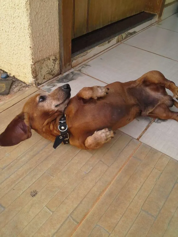 Cachorro ra a bace idade 3 anos nome tunico