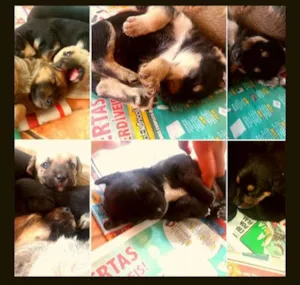 Cachorro raça não tem  idade 2 a 6 meses nome Mel e Theo 