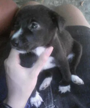 Cachorro raça Mestiça idade Abaixo de 2 meses nome Nina