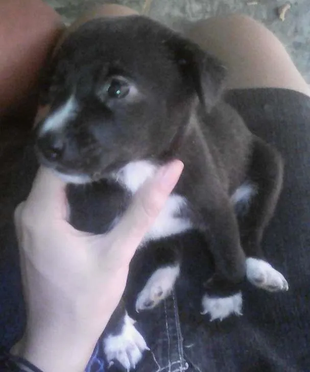 Cachorro ra a Mestiça idade Abaixo de 2 meses nome Nina