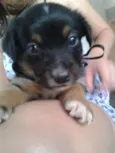 Lulu