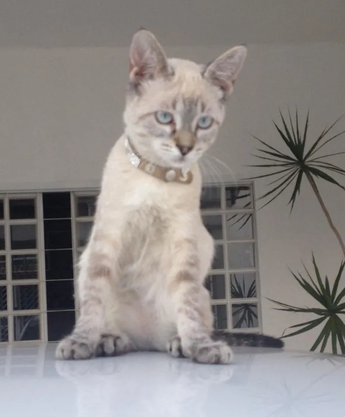 Gato raça Mestiça idade 1 ano nome Katie