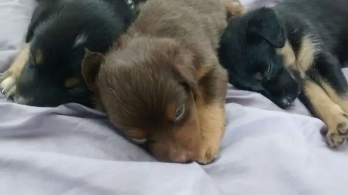 Cachorro ra a Vira lata idade Abaixo de 2 meses nome Quito